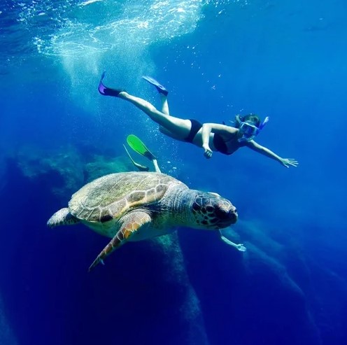 The loggerhead sea turtle (Caretta caretta)